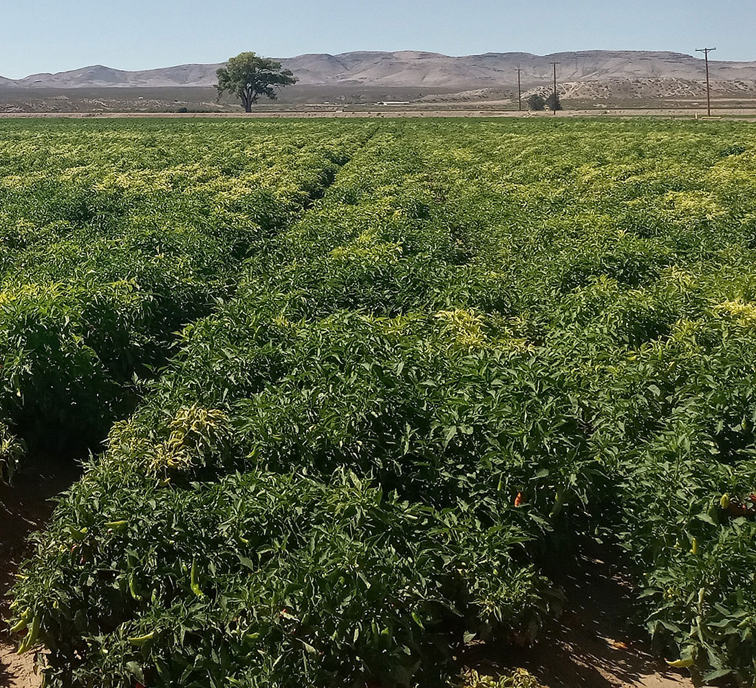 Chile field in Deming